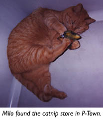 Milo gets some catnip
